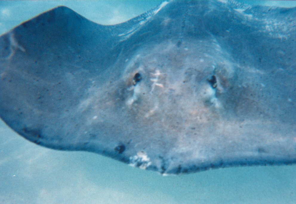 STINGRAY CLOSE UP