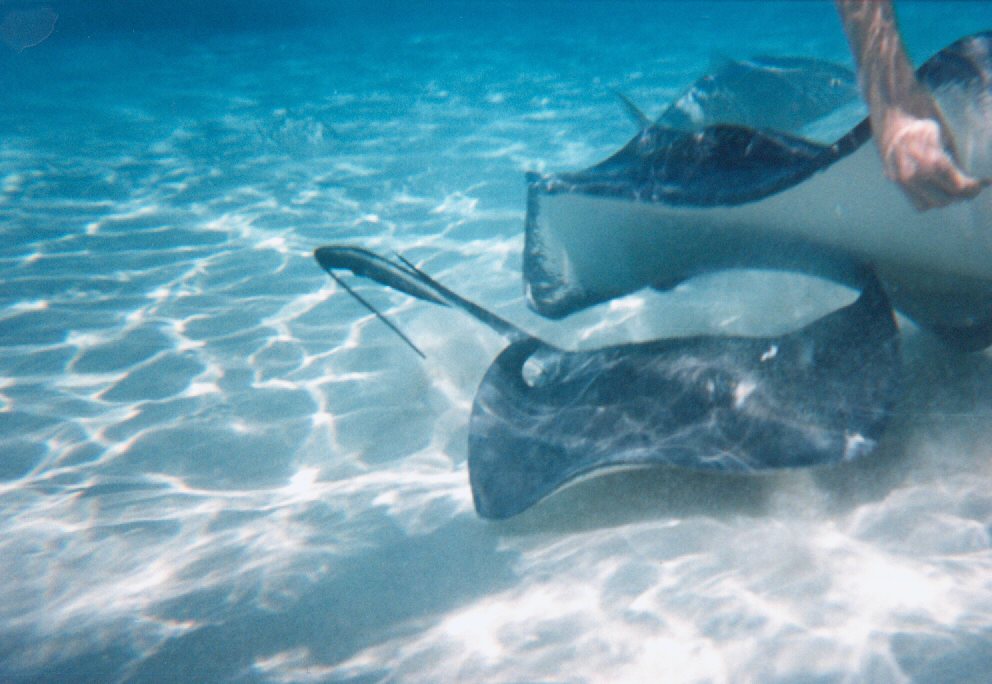 STINGRAYS